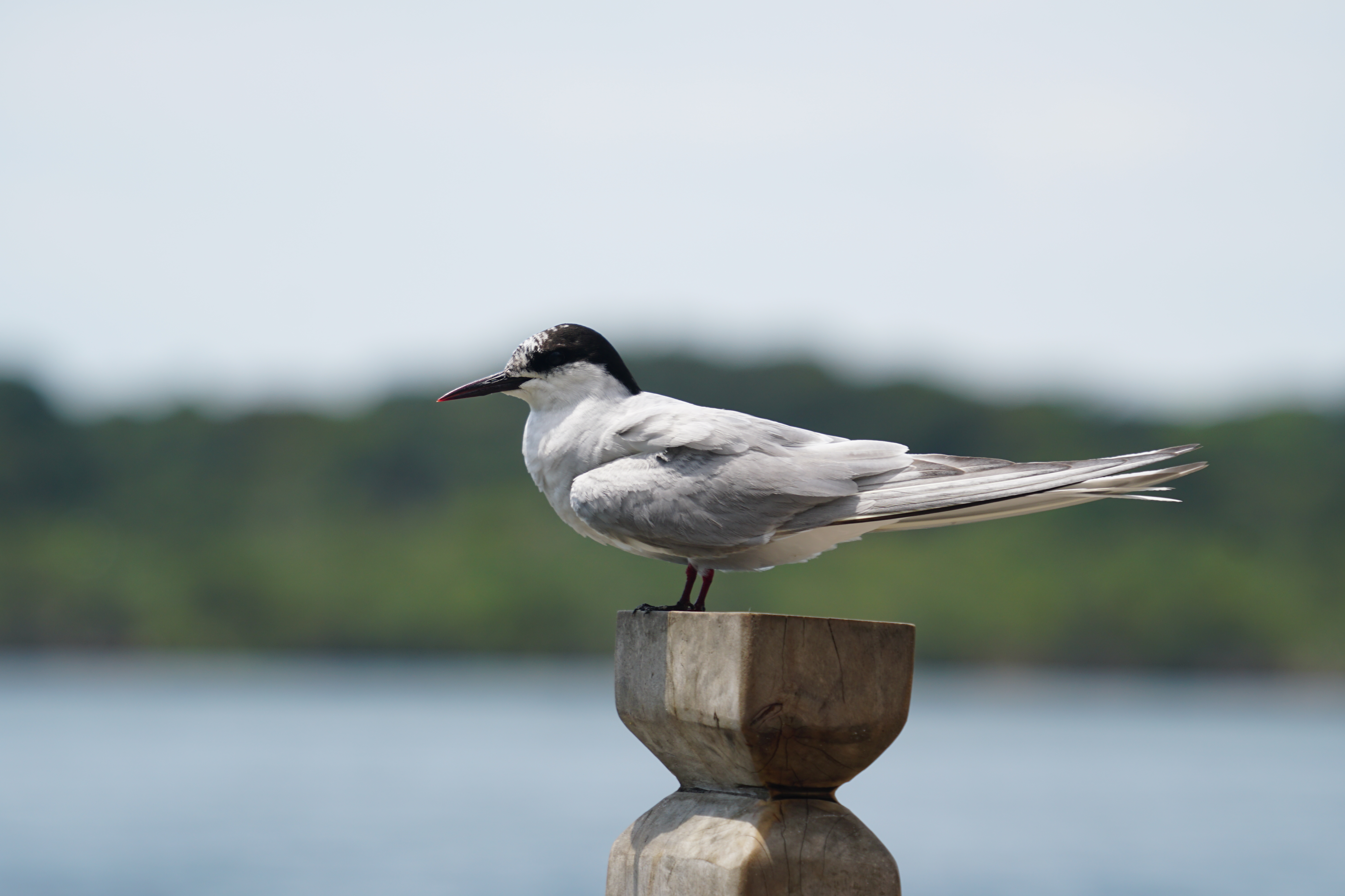 Tern in Gabon