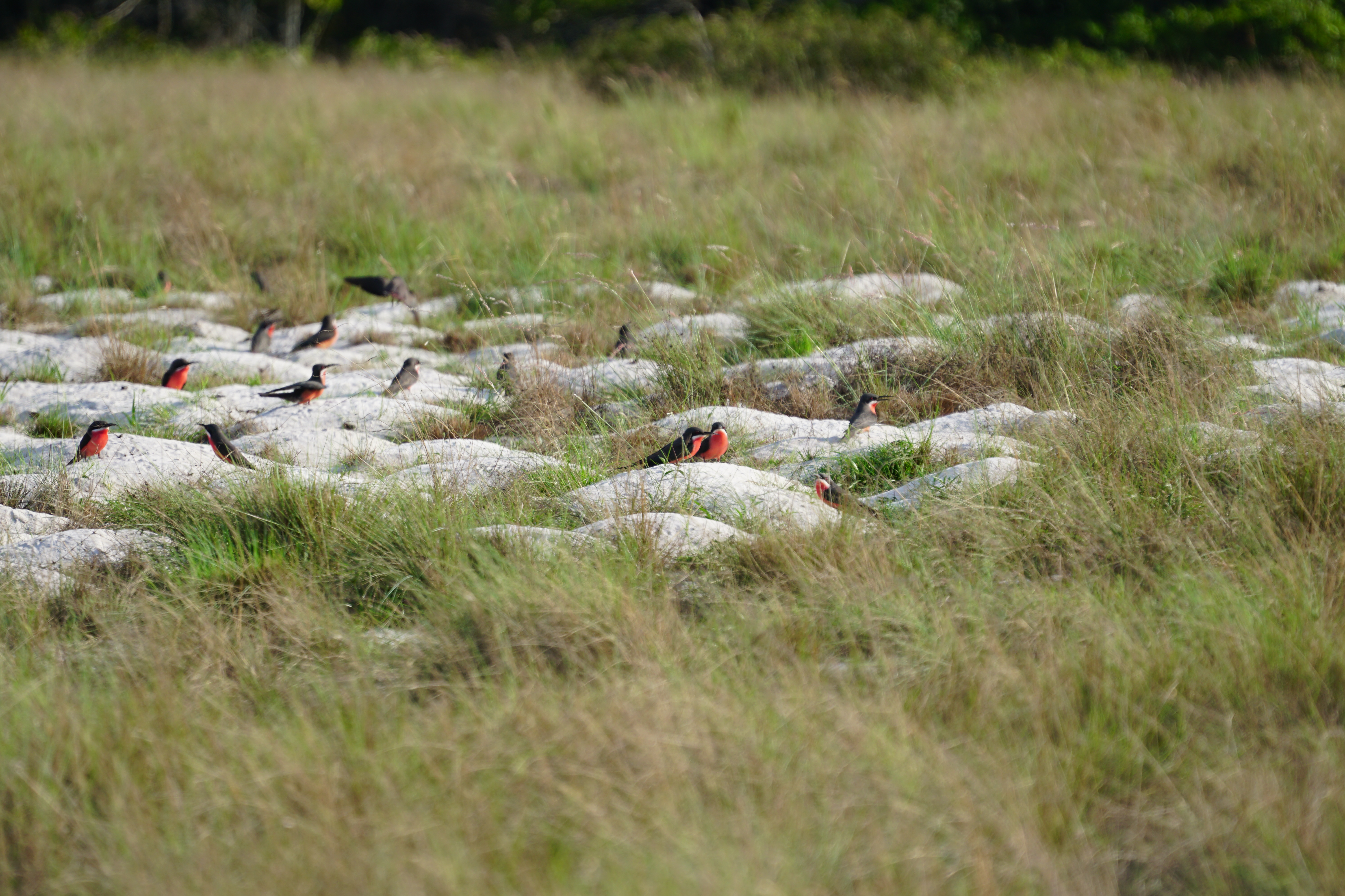 Red birds in Gabon