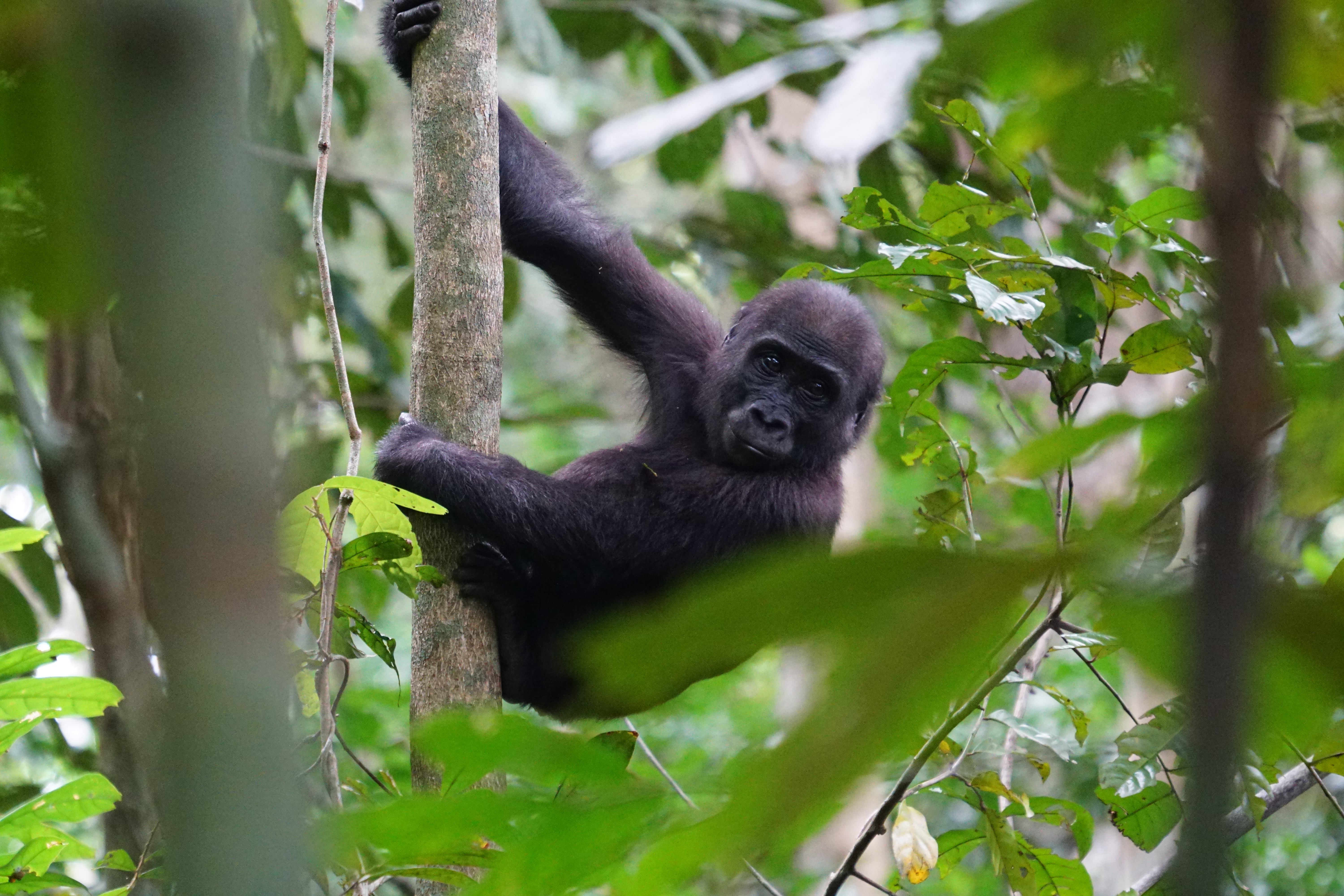 Baby gorilla in Gabon