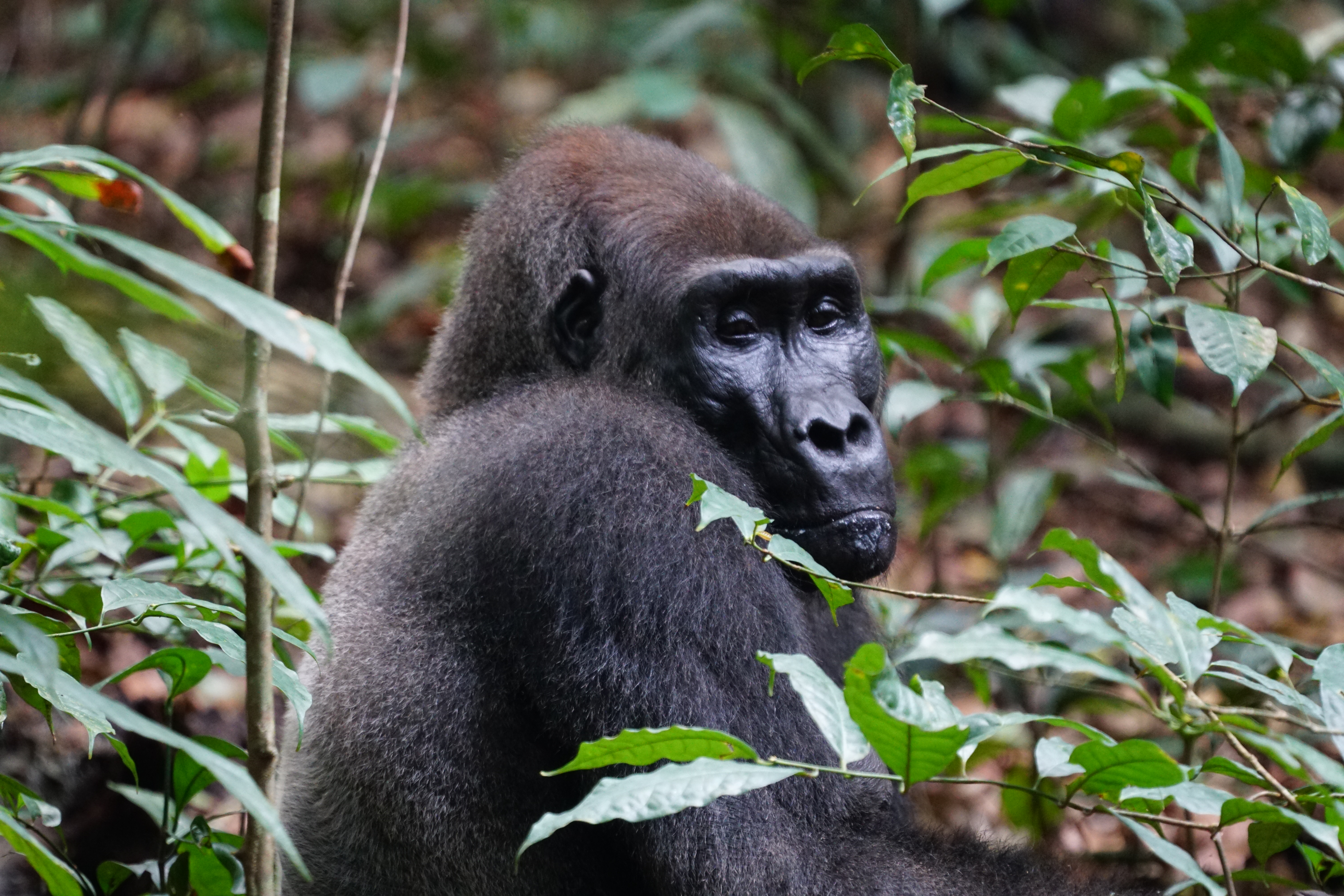Gorilla in Gabon