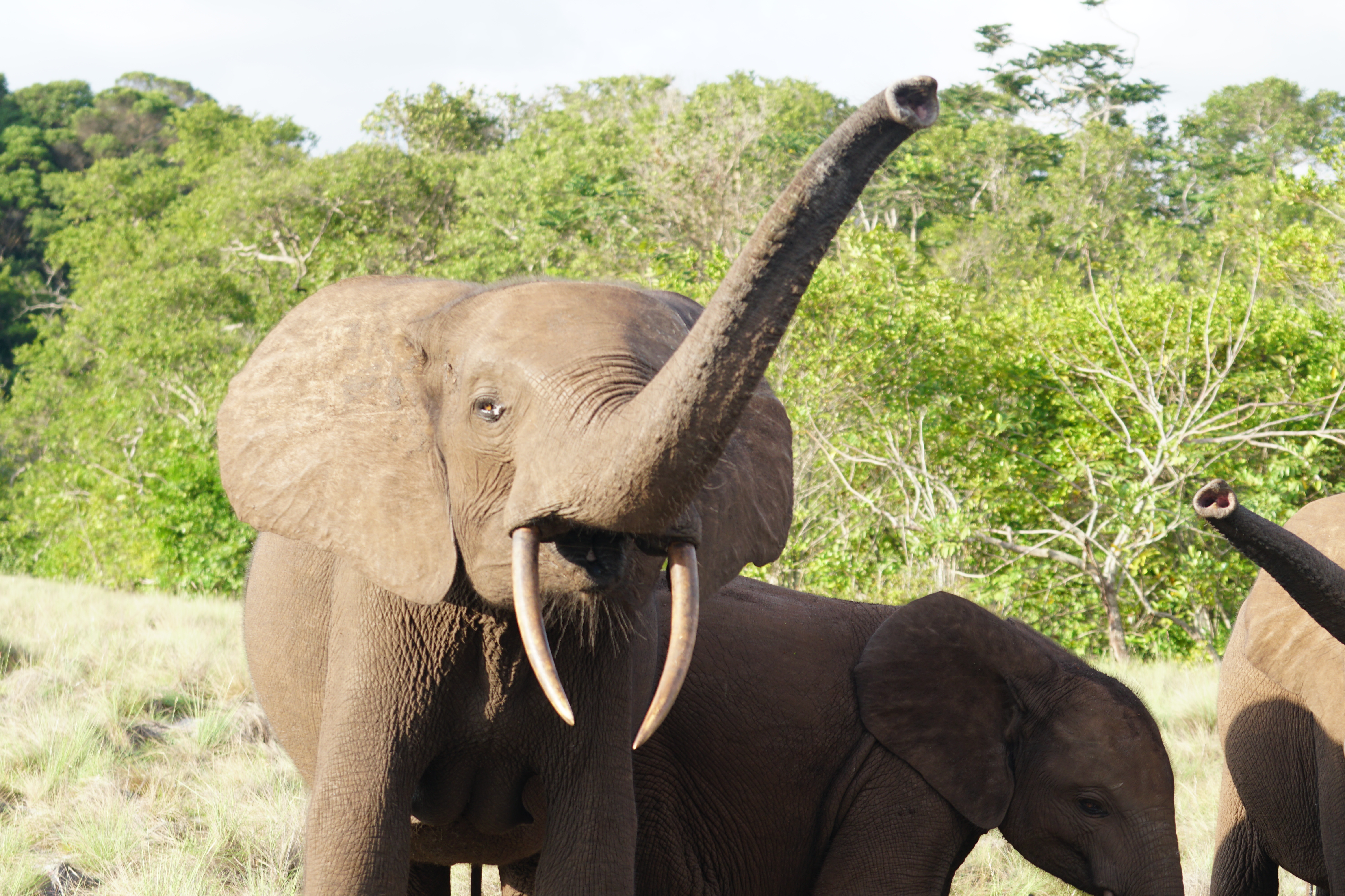 Elephants in Gabon