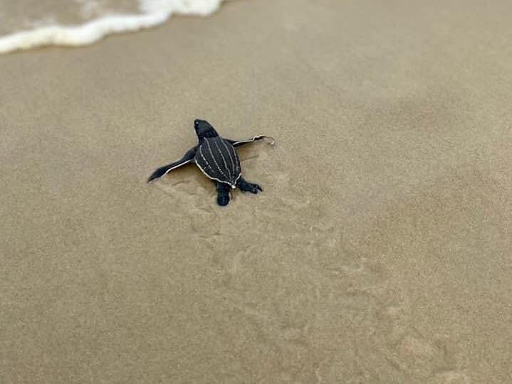 Baby turtle on beach